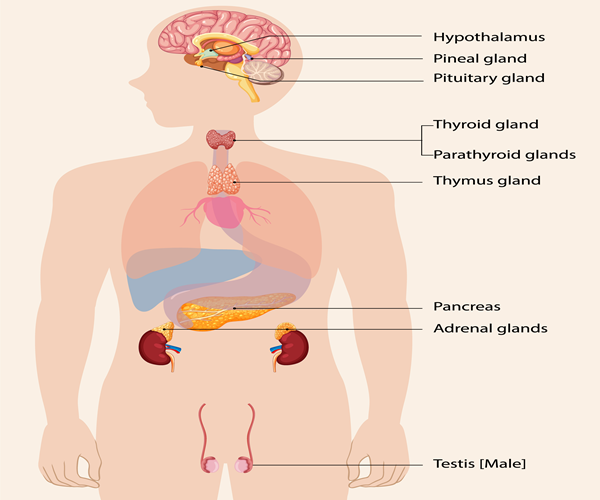 Male Problems Shreeda Homeopathy Clinic Vaishnodevi Ahmedabad Gujarat india